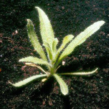 Fiddleneck - молодое растение
