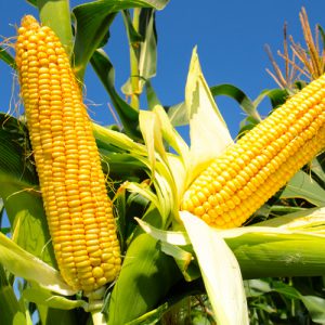 Внесение азота по вегетации кукурузы