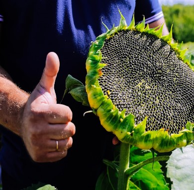 Гербіцидний захист соняшнику від Агрохімічні Технології