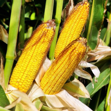 Технологія вирощування кукурудзи від Агрохімічні Технології