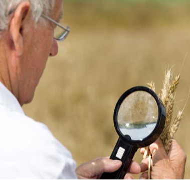 Фунгицидная защита зерновых от Агрохимические технологии