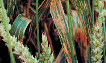 Septoria tritici у пшениці - ідентифікація та лікування