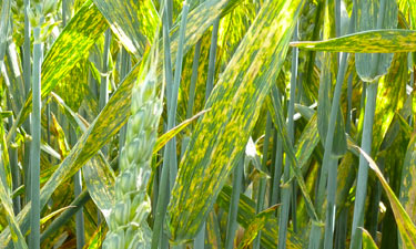 Жовта іржа пшениці - ідентифікація та управління