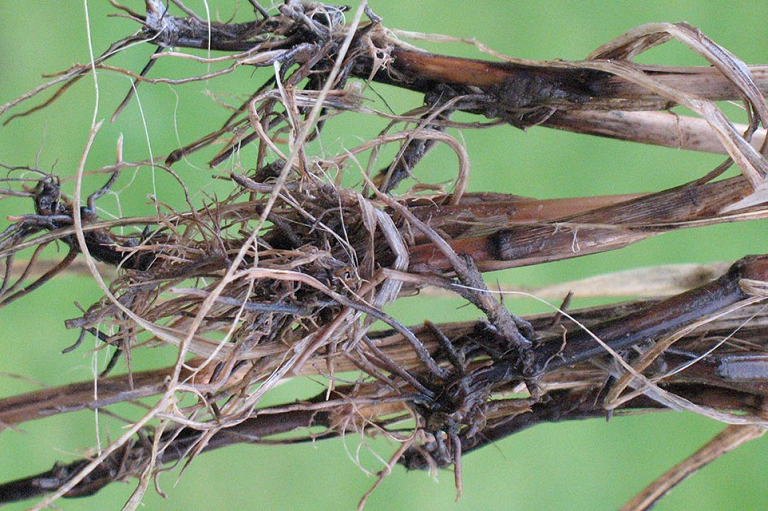 Захворювання кореневої системи зернових
