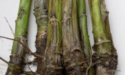 Симптоми виразки стебла на інфікованих стеблах