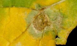 Плямистість листя хоми
