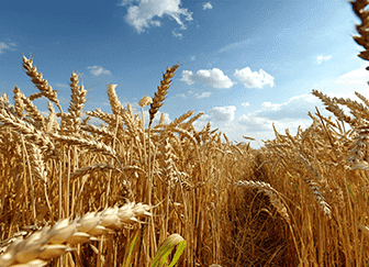 Опыт выращивания пшеницы в мире