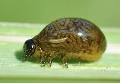 Зерновой лиственный жук
