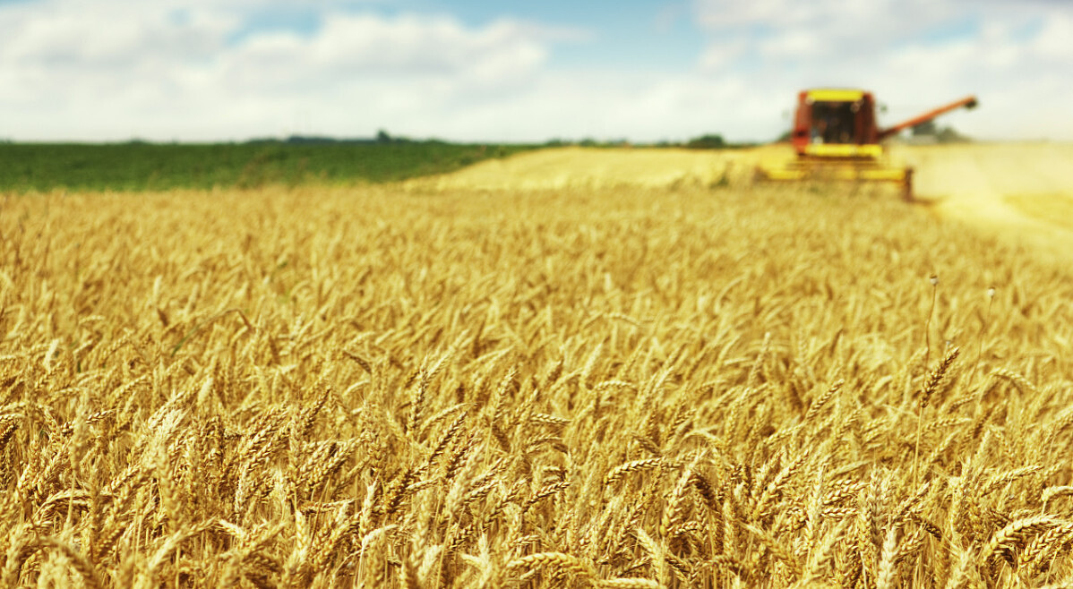 Технология выращивания зерновых