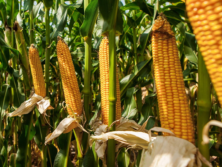 Технологія вирощування кукурудза