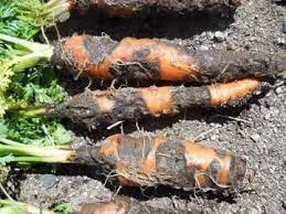 Альтернаріоз моркви
