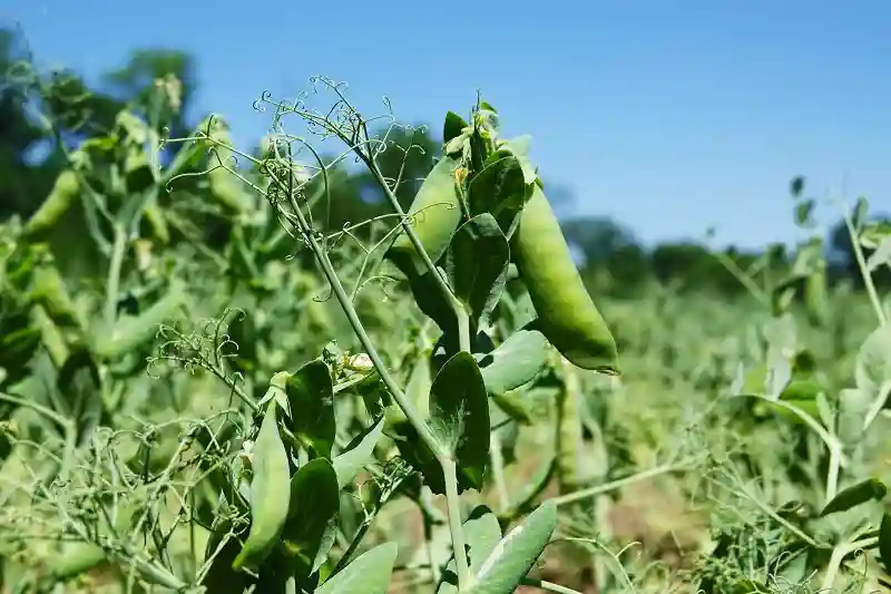 Горох озимый Балтрап