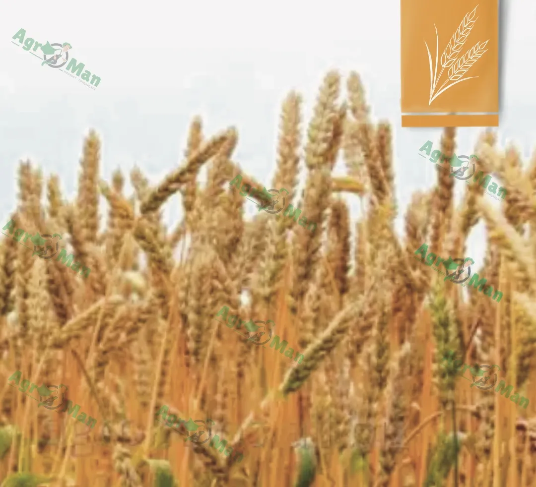 Озимая пшеница Юлия – Купить Цена Оригинал 100% – АгроМен