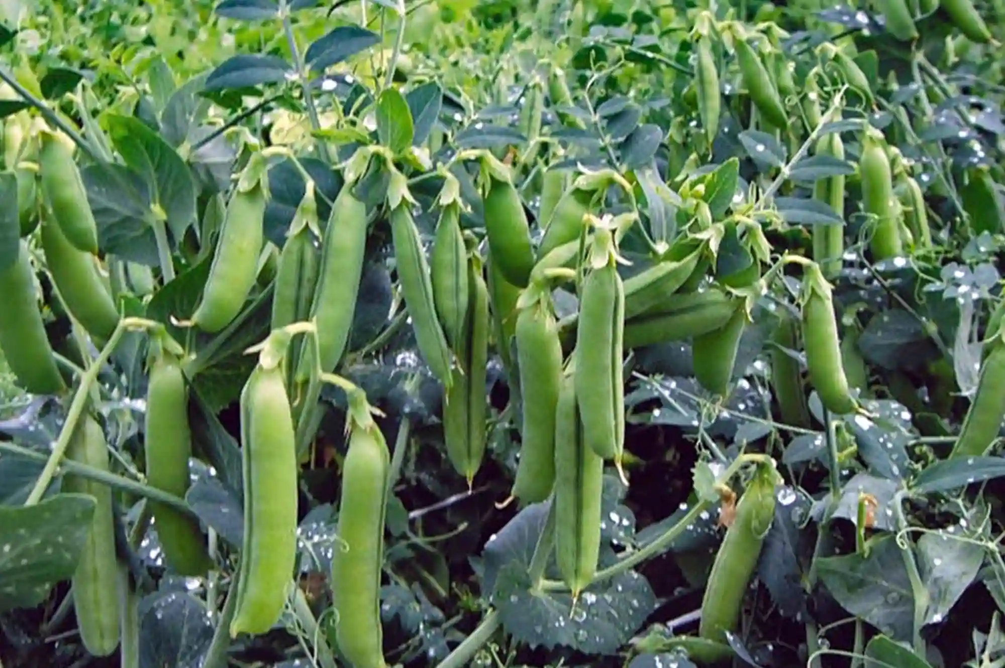 Горох Боксер