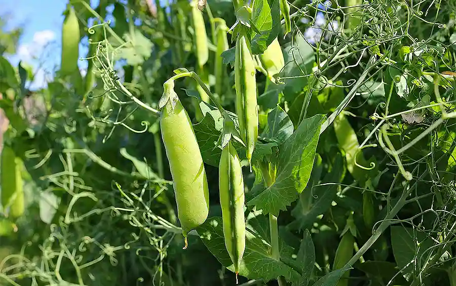 Горох Хамелеон 