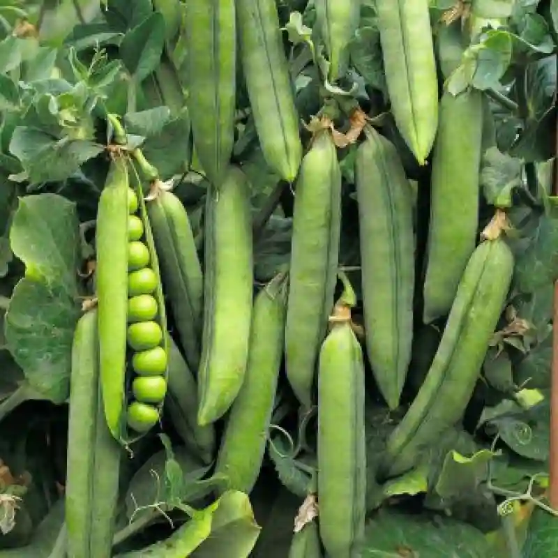 Горох Карени