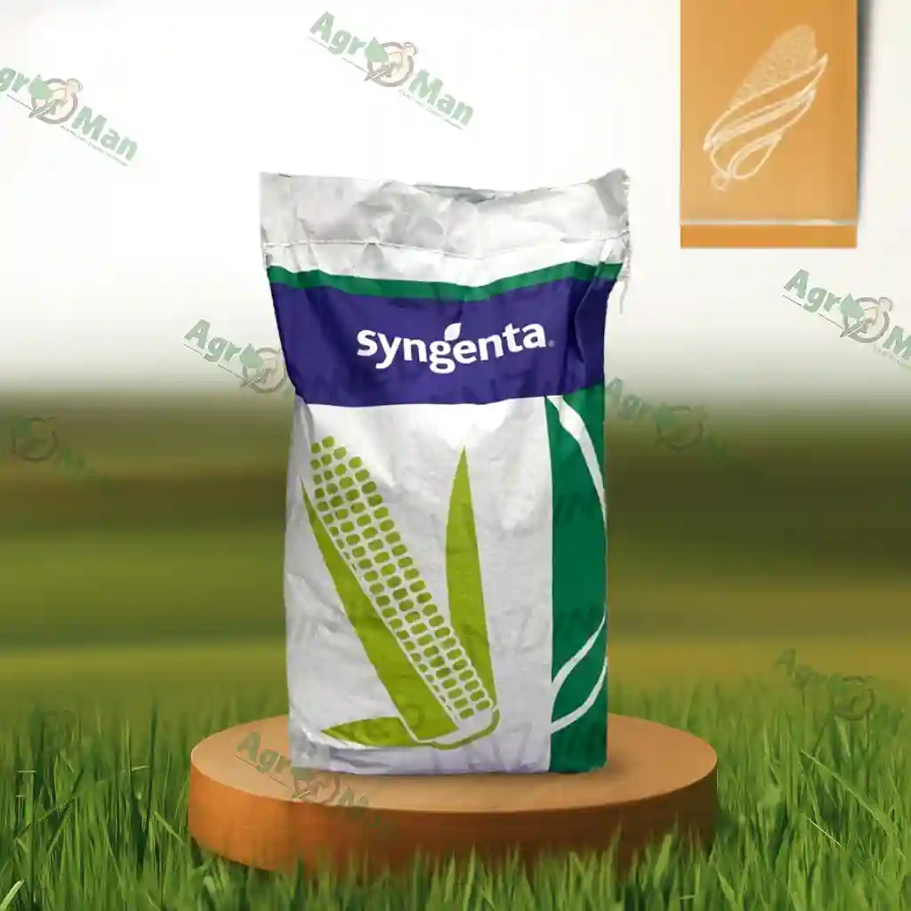 Кукуруза СИ Амбадор